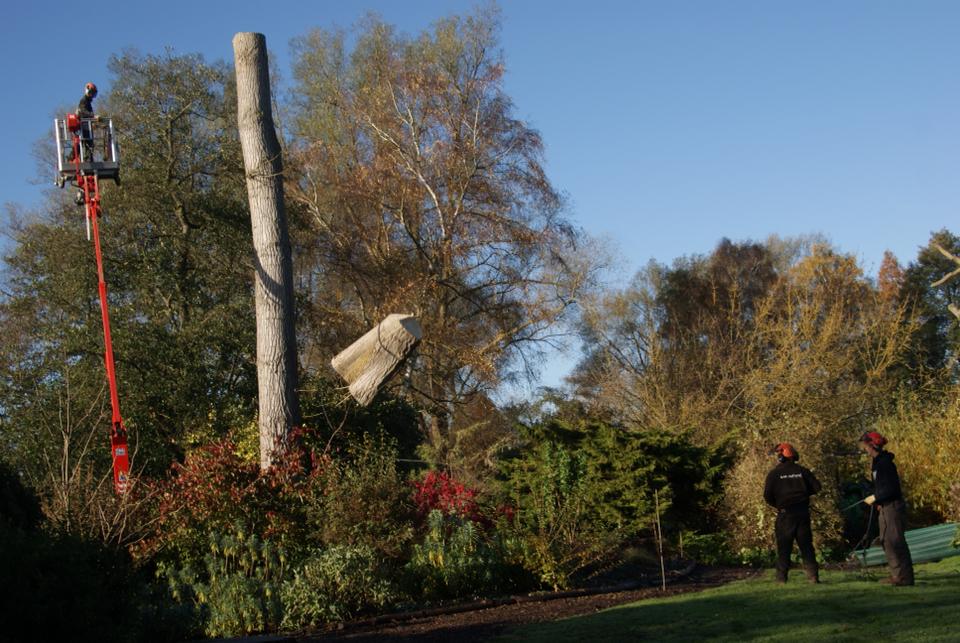 Tree Removal