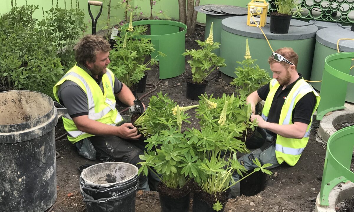 Tree Planting Bury St Edmunds