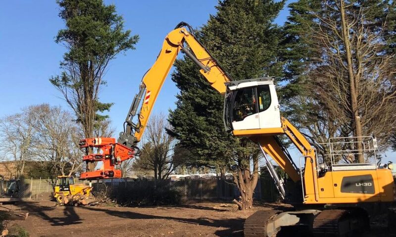 Tree Felling in Bury St Edmunds & Suffolk