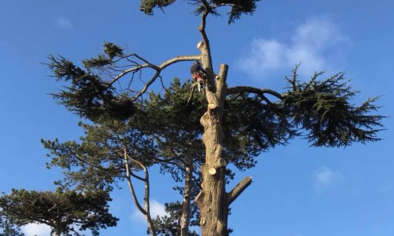 Removal of large tree