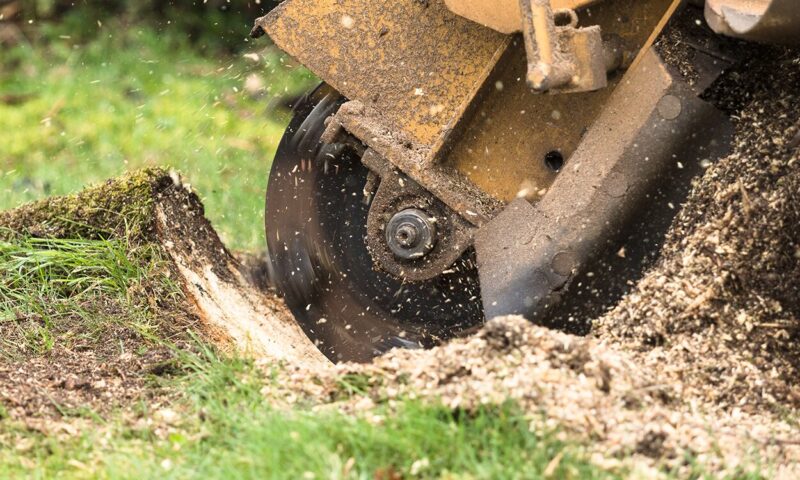 Stump Grinding & Treatment in Bury St Edmunds & Suffolk