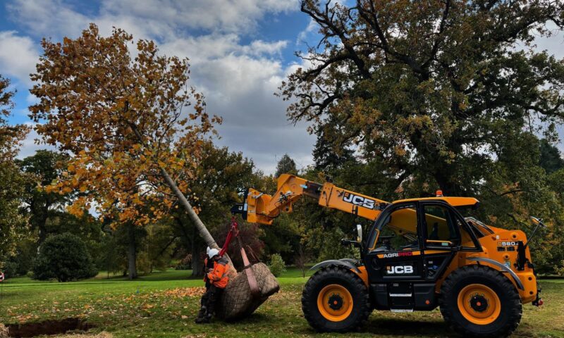 Tree Planting & Conservation in Bury St Edmunds & Suffolk
