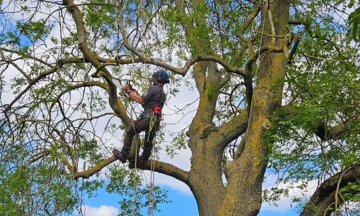 How to choose a tree surgeon: what to check before you hire